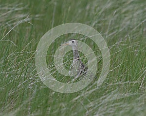 Upland Sandpiper