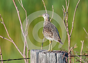 Upland Sandpiper