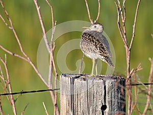 Upland Sandpiper