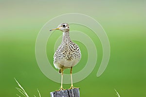 Upland Sandpiper   604426