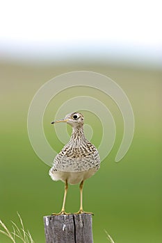 Upland Sandpiper   604464