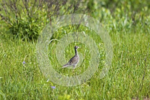 Upland Sandpiper  703546