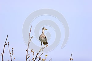 Upland Sandpiper  703550