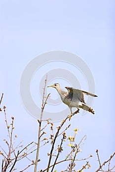 Upland Sandpiper  703555