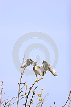 Upland Sandpiper  703556