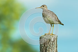 Upland Sandpiper - Bartramia longicauda