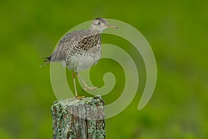 Upland Sandpiper - Bartramia longicauda