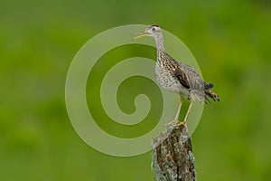 Upland Sandpiper - Bartramia longicauda