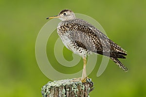 Upland Sandpiper - Bartramia longicauda