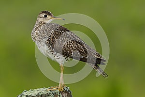 Upland Sandpiper - Bartramia longicauda