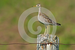 Upland Sandpiper - Bartramia longicauda