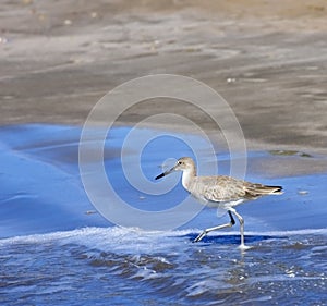 Upland Sandpiper (Bartramia longicauda) Wades in the Ocean