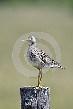 Upland sandpiper sits perched on a fence post