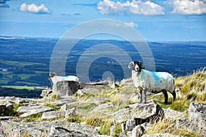 Upland sheep on Dartmoor, England
