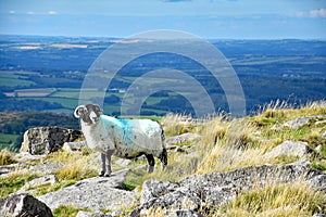 Upland sheep on Dartmoor, England