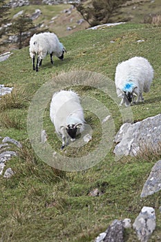 Upland sheep near Dun Carloway, Isle of Lewis