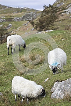 Upland sheep near Dun Carloway, Isle of Lewis