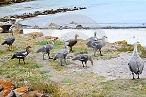 Upland wild geese or Magellan geese on beach of Falkland Islands photo