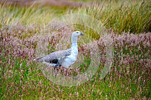 Upland wild goose or Magellan goose in summer  grass of Falkland Islands photo