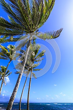 Uplifting Caribbean view of windswept palm trees and blue sea with distant island at Saltwhistle Bay Mayreau Grenadines