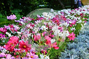 Uplifting colorful Cosmos flowers under the cheerful sunlight. Popular decorative plant for landscaping of public and private recr