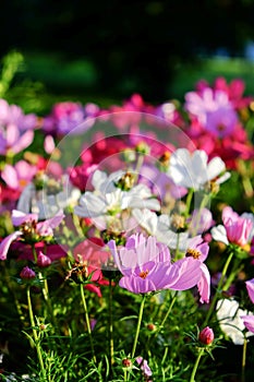 Uplifting colorful Cosmos flowers under the cheerful sunlight. Popular decorative plant for landscaping of public and private recr