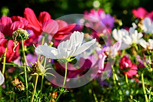 Uplifting colorful Cosmos flowers under the cheerful sunlight. Popular decorative plant for landscaping of public and private recr