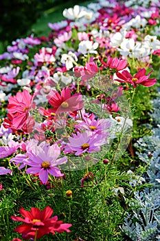 Uplifting colorful Cosmos flowers under the cheerful sunlight. Popular decorative plant for landscaping of public and private recr