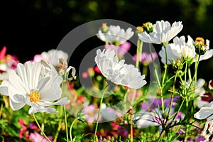 Uplifting colorful Cosmos flowers under the cheerful sunlight. Popular decorative plant for landscaping of public and private recr