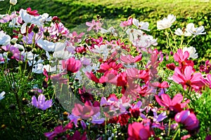 Uplifting colorful Cosmos flowers under the cheerful sunlight. Popular decorative plant for landscaping of public and private recr