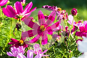 Uplifting colorful Cosmos flowers under the cheerful sunlight. Popular decorative plant for landscaping of public and private recr