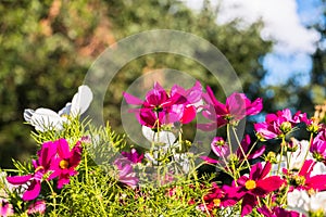 Uplifting colorful Cosmos flowers under the cheerful sunlight. Popular decorative plant for landscaping of public and private recr