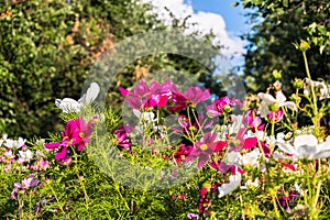 Uplifting colorful Cosmos flowers under the cheerful sunlight. Popular decorative plant for landscaping of public and private recr