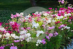 Uplifting colorful Cosmos flowers under the cheerful sunlight. Popular decorative plant for landscaping of public and private recr