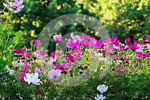 Uplifting colorful Cosmos flowers under the cheerful sunlight. Popular decorative plant for landscaping of public and private recr