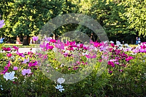 Uplifting colorful Cosmos flowers under the cheerful sunlight. Popular decorative plant for landscaping of public and private recr