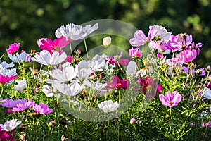 Uplifting colorful Cosmos flowers under the cheerful sunlight. Popular decorative plant for landscaping of public and private recr