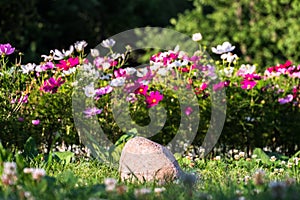 Uplifting colorful Cosmos flowers under the cheerful sunlight. Popular decorative plant for landscaping of public and private recr