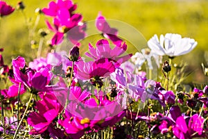 Uplifting colorful Cosmos flowers under the cheerful sunlight. Popular decorative plant for landscaping of public and private recr