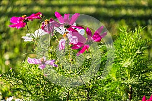 Uplifting colorful Cosmos flowers under the cheerful sunlight. Popular decorative plant for landscaping of public and private recr