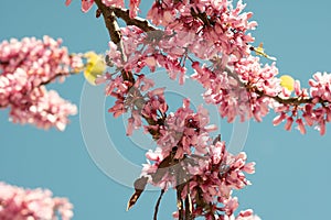 An uplifting scene of abundant pink cherry blossoms