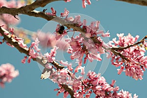 An uplifting scene of abundant pink cherry blossoms