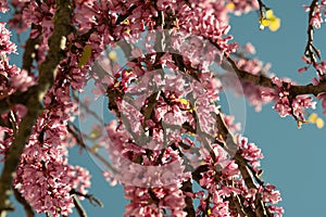 An uplifting scene of abundant pink cherry blossoms