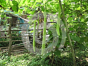 Upo or tabayag fruits in a garden near Lipa city, Philippines