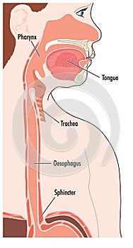 The upper alimentary canal