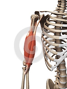 The upper arm muscle