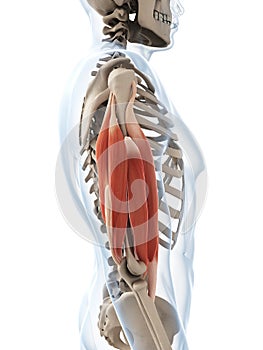 The upper arm muscle