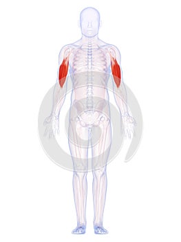 The upper arm muscles
