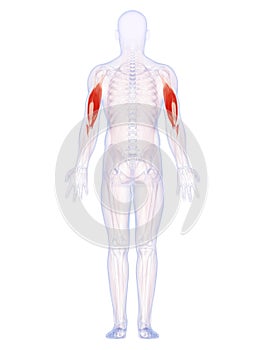 The upper arm muscles