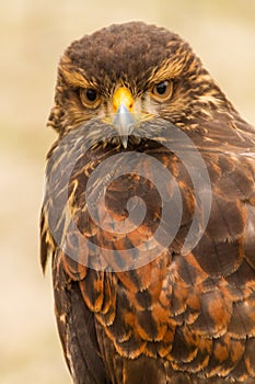 Upper body of a captive Harris Hawk Parabuteo unicinctus, falconry